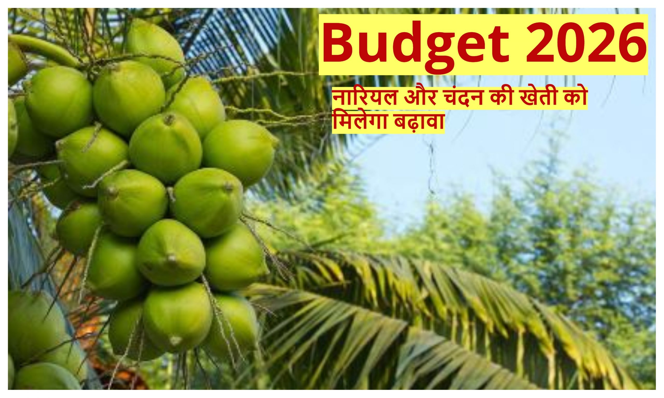Budget 2026 : बजट में नारियल और चंदन की खेती को लेकर अहम घोषणा , किसानों की आय बढ़ाने पर जोर
