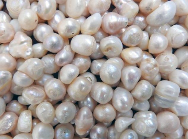 Pearl Wearing Benefit :  मोती पहनते ही होता है चमत्कार,  इन राशियों की तकदीर बदल जाती है