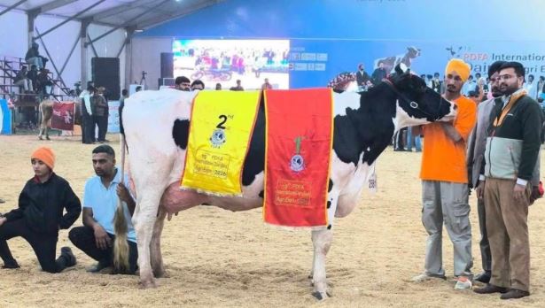  Rafale cow :   ‘राफेल गाय’ एक दिन में देती है 80 किलो दूध , जानें क्या है इसका खान-पान