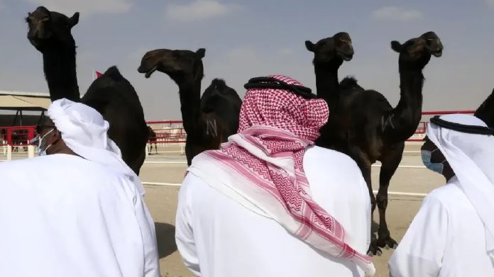 Saudi Arabia passports for camels :  सऊदी सरकार ने जारी किया ऊंटों के लिए पासपोर्ट ,  ये है कारण