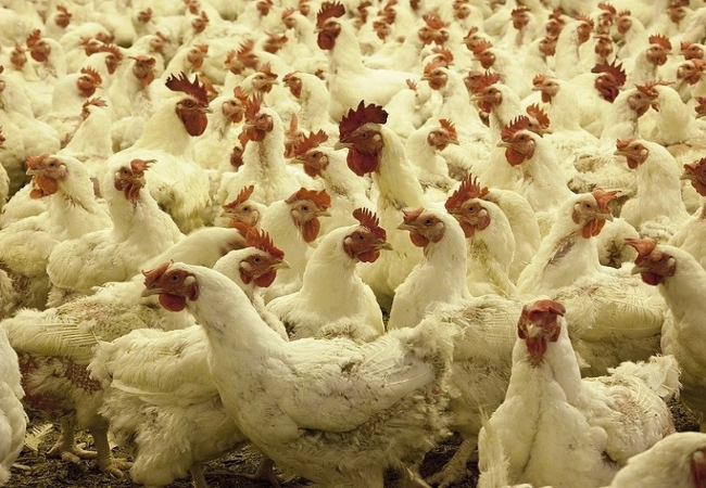 बर्ड फ्लू खतरों के बीच सऊदी अरब का बड़ा फैसला, भारत समेत 40 देशों से पोल्ट्री और अंडों का आयात किया बैन