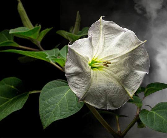 Mahashivratri 2026 :  भगवान शिव को चढ़ाए जाते हैं ये फूल , जानिए क्या है इनका आध्यात्मिक महत्व