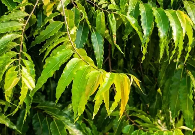 असामाजिक लोगों ने दर्जनों अशोक के पेड़ जड़ सहित उखाड़े, घटना सीसीटीवी में हुइ कैद, जांच में जुटी पुलिस