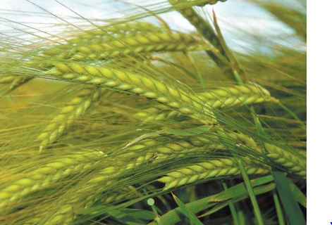 Barley Benefits : जौ पोषक तत्वों से भरपूर साबुत अनाज है , इस आटे की रोटी पेट को ठंडक पहुंचाती है