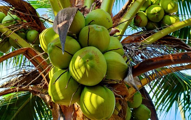 Coconut Buying Tips :  गर्मियों में मीठा नारियल कैसे चुनें ?  जानिए एक्सपर्ट टिप्स