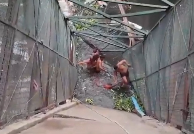 Delhi Overbridge Collapses : दिल्ली के रूप नगर इलाके में टूटा फुट ओवरब्रिज, नाले में गिरी महिला की तलाश में जुटे बचाव दल