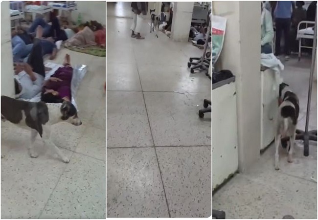 Video-गोरखपुर BRD मेडिकल कॉलेज के मेडिसिन विभाग के वार्ड में बेखौफ घूमता दिखा कुत्ता , यूजर्स औचक निरीक्षण कहकर उड़ा रहे हैं मजाक