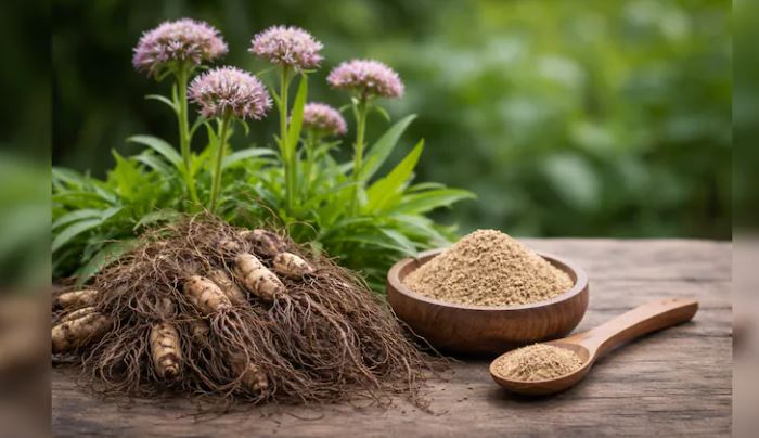 Jatamansi Ke Fayde : ये खास जड़ी-बूटी तनाव कम करने और नींद बेहतर करने में करती है मदद  