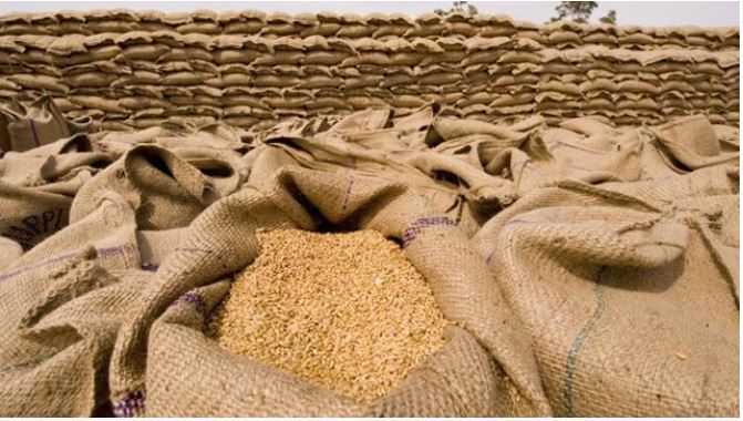 यूपी में गेहूं की खरीद शुरू, सवा लाख किसानों ने कराया पंजीकरण, 48 घंटे में होगा भुगतान