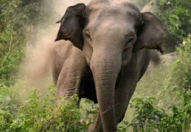 बिहार में हाथियों का हमला: नवादा में युवक की दर्दनाक मौत, ग्रामीणों में गुस्सा