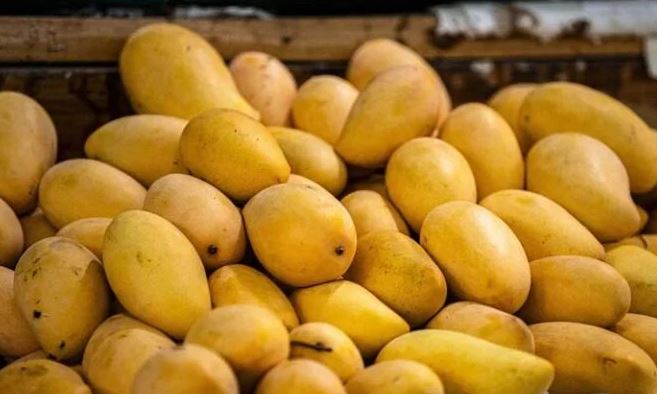 Chemically Ripened Mangoes :  आम के सीजन में ऐसे पहचानें 'नकली' आम , केमिकल से पके फल सेहत के लिए घातक