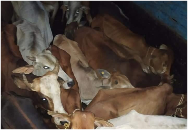 झारखंड के गढ़वा में 'सरकारी टैग' वाली गायों की तस्करी का भंडाफोड़