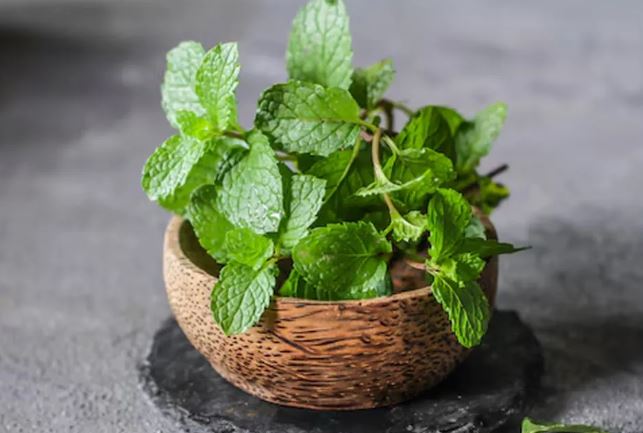 Mint In Summer :  गर्मी के मौसम में पुदीना प्राकृतिक कूलेन्ट है , सुगंध और स्वाद लाजवाब