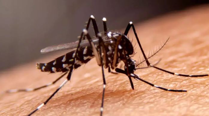 Mosquito repelling plan : मच्छरों से छुटकारा पाने के लिए करें ये उपाय , घर से कोसों दूर रहेंगे