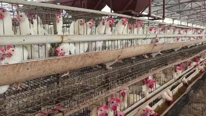 सहारनपुर बना यूपी का नया 'एग हब', अंडा उत्पादन में प्रदेश में हासिल किया पहला स्थान