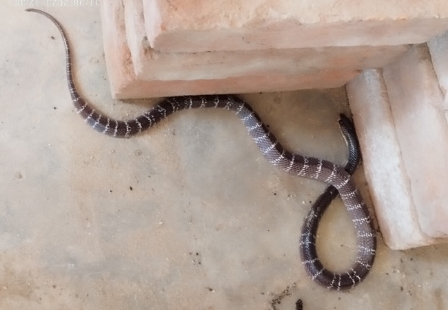 सुबह नींद खुली तो बच्चों के तकिए के नीचे मिला जहरीला सांप, इस राज्य में हर दिन घरों से निकल रहें जहरीले सांप