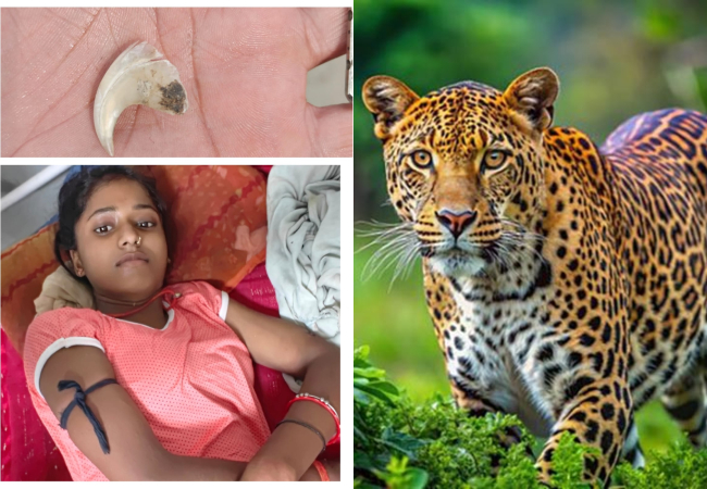 Lakhimpur Kheri News :  तेंदुए ने किया किशोरी पर हमला, बच्ची के साहस के आगे तेंदुआ हारा और जंगल की ओर भागा