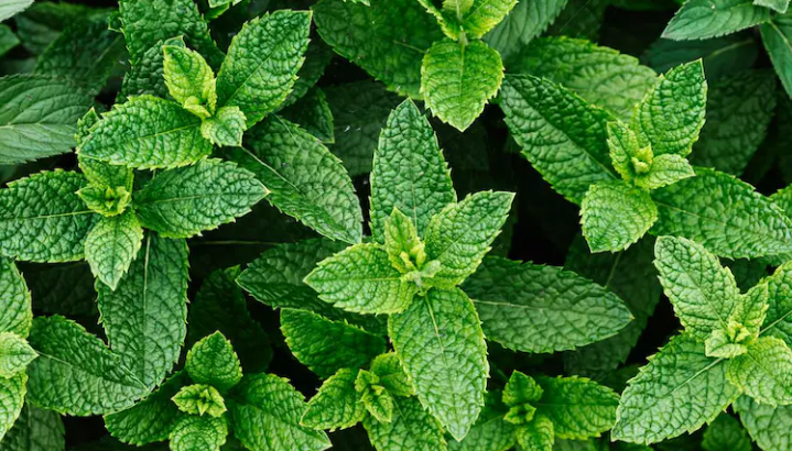 Mint In Summer :  गर्मियों में पुदीना हेल्थ को पावर देता है , रखता है 'कूल-कूल'