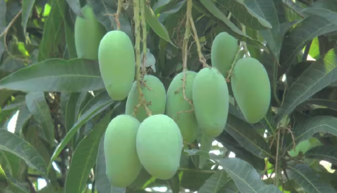 Kaccha Aam Swasthya : बहुत अधिक मात्रा में न खाएं कच्चा आम ,  मौसमी संक्रमणों से इस प्रकार शरीर की करता है रक्षा