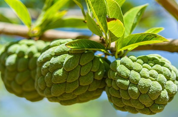 Sugar apple : पोषक तत्वों का खजाना है शरीफा, फल के साथ पत्तियां भी फायदेमंद