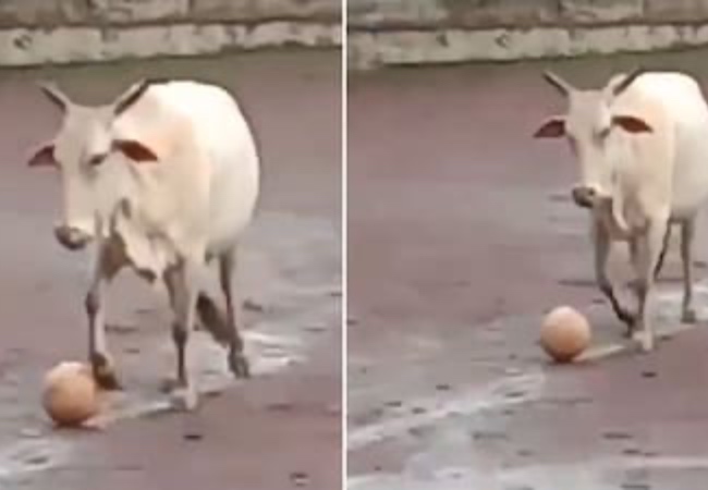 Video-फुटबॉल मैच के बीच मैदान में हुई गाय की एंट्री, फिर बॉल पर ऐसा जमाया कब्जा कि बच्चे भी रह गए हैरान