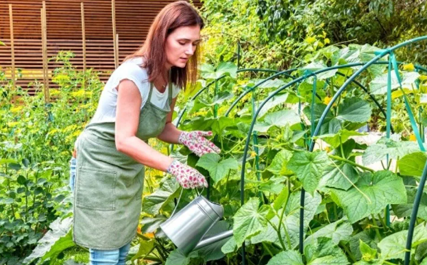 Traditional Gardening Solution :  फल-सब्जियां और फूलों को हरा-भरा रखेंगे ये देसी घोल , प्लांट्स को हेल्दी बनाएंगे