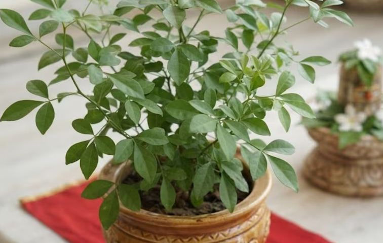 Belpatra Plant : सावन में लगाएं ये खास पौधा, जानें सही दिशा और सावधानियां