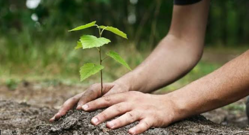 Planting trees in the rain :  बारिश के मौसम में लगा लें ये फूलों वाले पौधे , घर को नेचुरल खुशबू से महका सकते हैं