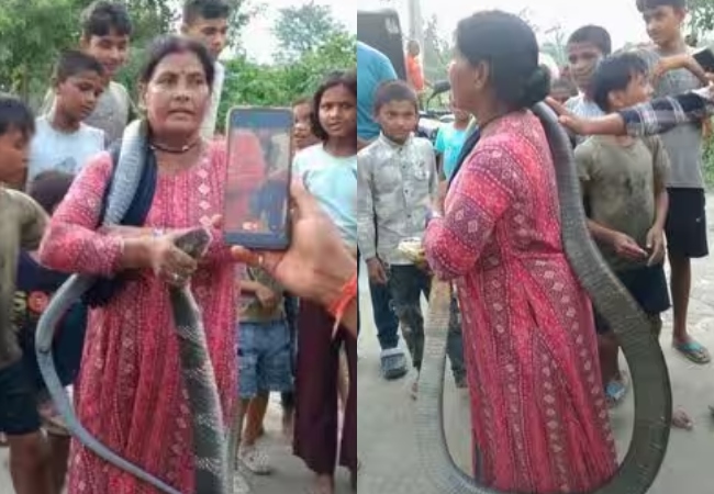 Video-गले में दुपट्टे की तरह लपेटा 10 फीट का जहरीला कोबरा, महिला का हैरतअंगेज कारनामा