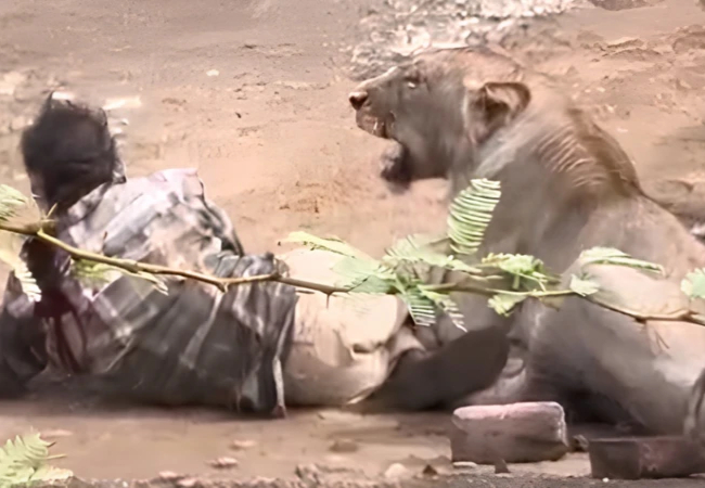 Viral Video : मौत के मुंह से जिंदा लौटा शख्स, 30 मिनट तक किसान के ऊपर बैठी रही शेरनी