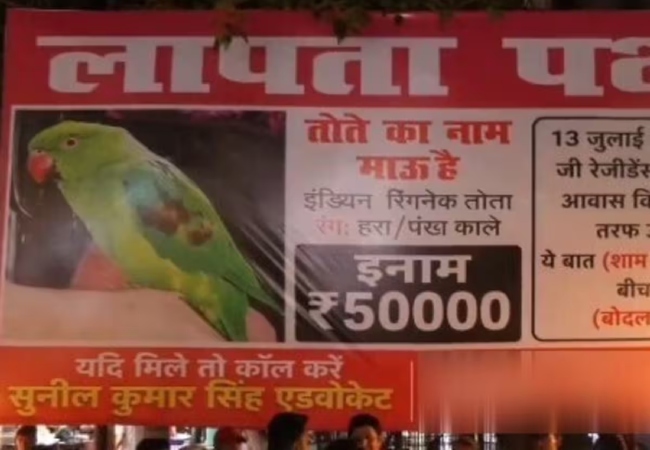 लापता तोते सुरक्षित लौटाने वाले को मिलेगा ₹50 हजार का इनाम, शहरभर में लगवाए पोस्टर