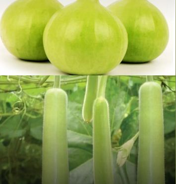 Bottle gourd and cumin seeds : लौकी और जीरे का कंबीनेशन सेहत को देता उड़ान , स्वाद में परफेक्ट
