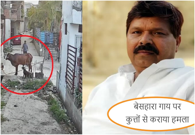Video-बेसहारा गाय पर पालतू कुत्तों से हमला कराने का आरोप, सपा के पूर्व कोषाध्यक्ष कैश खान पर केस दर्ज, CCTV फुटेज के बाद बढ़ा विवाद