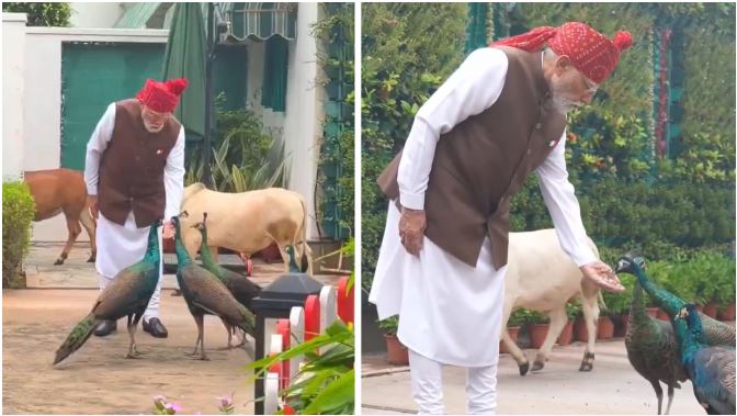 Video- पीएम मोदी ने लाल किले पर जाने से पहले का वीडियो किया साझा, मोर को दाना और गाय को चारा खिलाते नजर आए, जानें क्या कहा?