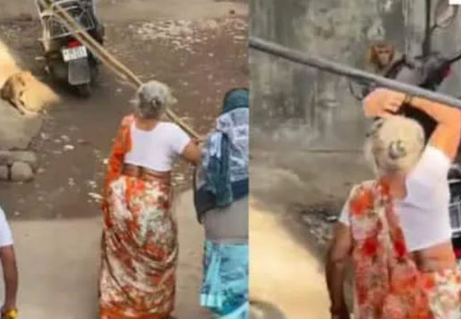 Viral Video- दादी और बंदर का महामुकाबला देख नहीं रोक पाओगे हंसी, दादी जिद्दी हैं तो बंदर निकला उनसे बड़ा जिद्दी