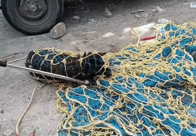 उत्तराखंड: कुत्तों का आतंक, 11 लोगों को काटा, 10 स्कूल बंद, 600 बच्चे ऑनलाइन पढ़ेंगे