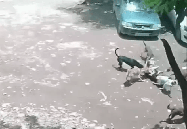 Video- 4 साल की बच्ची को 7 कुत्तों ने घेरा, 43 सेकेंड तक करते रहे हमला, सिर पर लगे 80 टांके: CCTV देख...