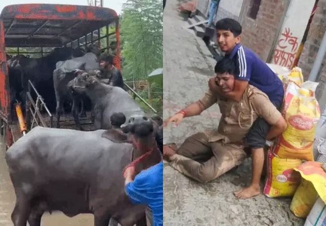 लखनऊ में भारी पुलिस बल के बीच 200 भैंसें पकड़ीं, हमले के बाद नगर निगम ने की कार्रवाई