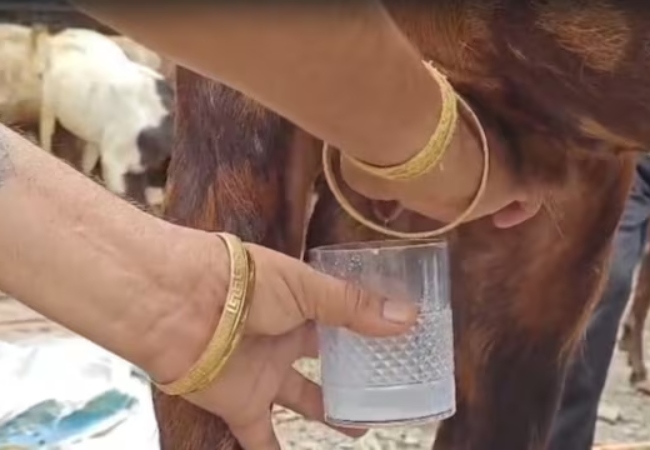 Video- बकरा रोज दे रहा है दूध, दूर-दूर से यह अजूबा देखने लोग उत्तराखंड के इस गांव में पहुंच रहें