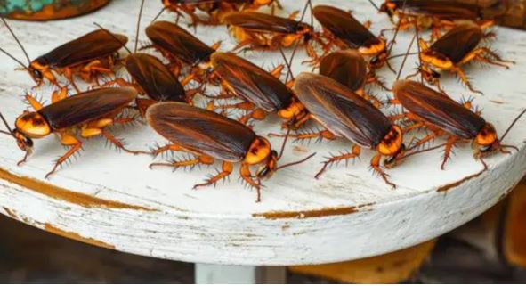 Cockroach Repellent : घर से तिलचट्टे भगाने के सबसे ये आसान घरेलू उपाय,अपना सकते हैं कई तरीके