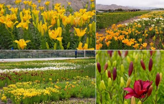 Ladakh Flower Gardens : लद्दाख में खुला फ्लावर गार्डन, मात्र इतने की है टिकट
