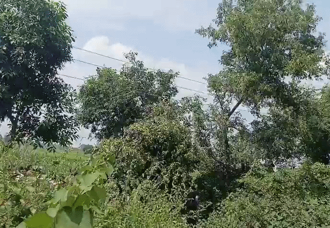 Video-बदायूं में पेड़ से लकड़ी तोड़ रहे युवक की हाई टेंशन लाइन की चपेट में आने से मौत, परिवार में मचा कोहराम