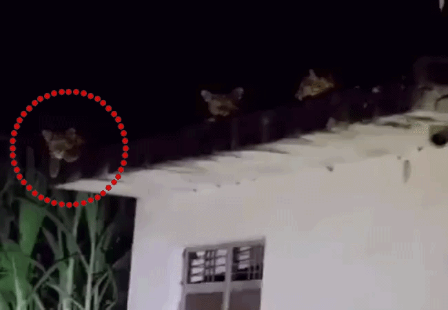 मुरादाबाद में एक छत पर दिखे 3 तेंदुए, VIDEO वॉयरल: 50 से ज्यादा गांवों में दहशत