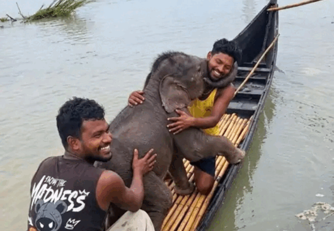 4 किलोमीटर तक नदी में बहता रहा हाथी का बच्चा, मछुआरों ने बचाई जान, बचाने वाले मछुआरे से लिपटा