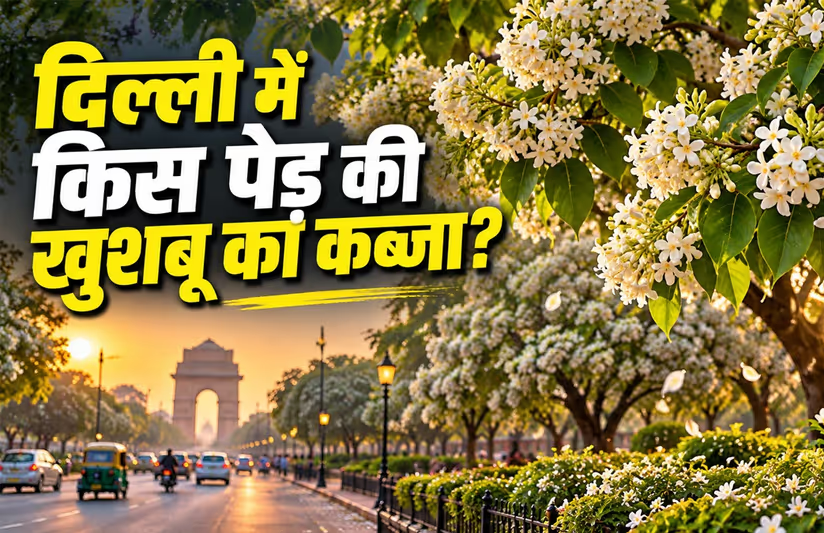 ठंड आते ही दिल्ली की हवा में घुल जाती है इन फूलों की खुशबू, लेकिन नाम है ‘शैतान का पेड़!' कहानी सुन खड़े हो जाएंगे रोंगटे