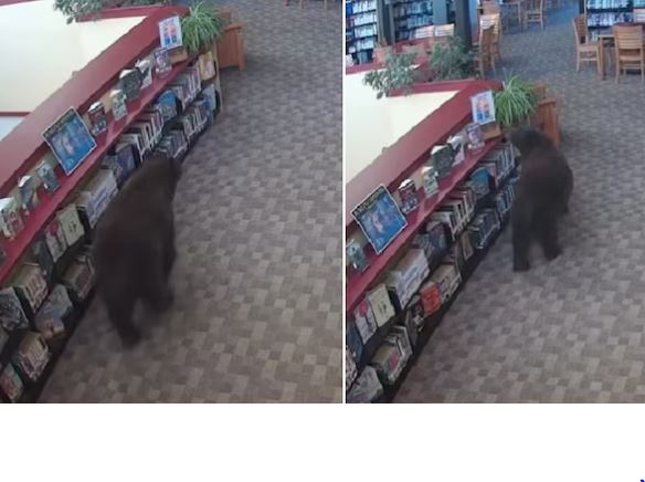 California Library Black Bear :  कैलिफोर्निया की लाइब्रेरी में घुसा काला भालू , इस चीज की खुशबू खींच लाई
