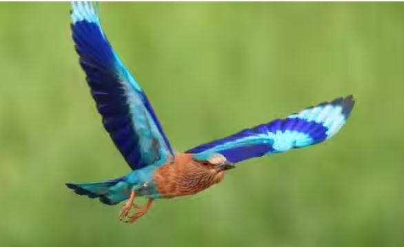 Neelkanth bird Sighting : दशहरे के दिन नीलकंठ पक्षी का दर्शन माना जाता है शुभ,धन-धान्य की कमी नहीं होती