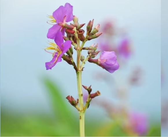 Osbeckia assamensis : असम के जंगलों में मिली ओस्बेकिया असामेंसिस फूलों की नई प्रजाति , मुख्यमंत्री ने सोशल मीडिया पर शेयर की फोटो