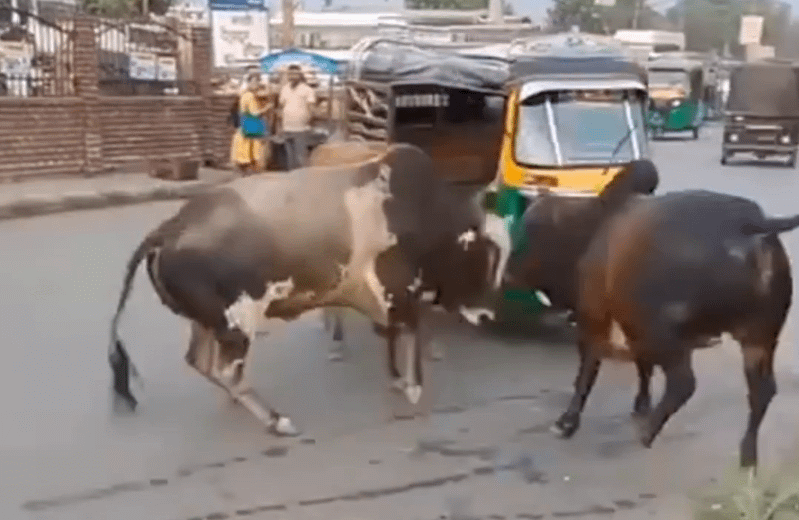 आवारा सांड का कहर! ड्राइवर को दबाते हुए ऑटो को मारी जोरदार टक्कर; वायरल वीडियो ने फिर उठाए सवाल