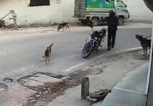 लखनऊ में सिक्योरिटी गार्ड ने सड़क पर घूम रहे आवारा कुत्ते की गोली मारकर की हत्या ,घटना CCTV में कैद
